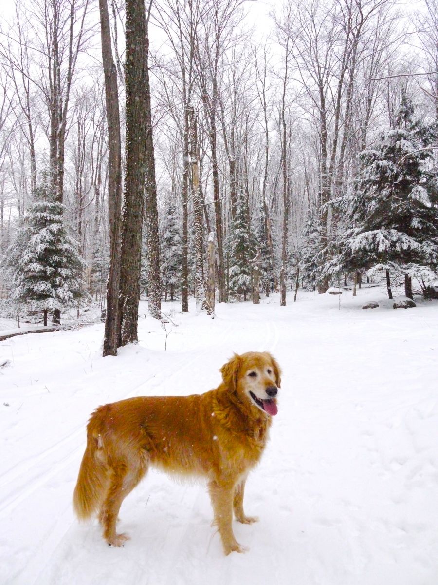 Jack stands ready on the trail that runs parallel to the 9th fairway.