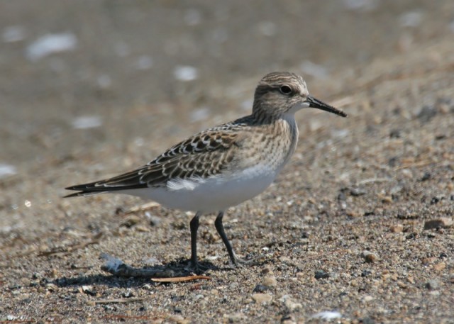 baird's Larry