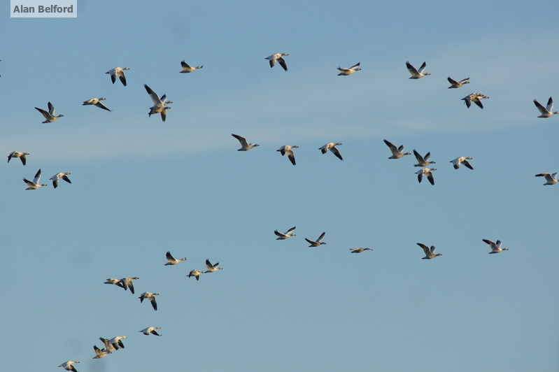 Snow Geese in flight were a regular backdrop to the setting throughout the late afternoon.