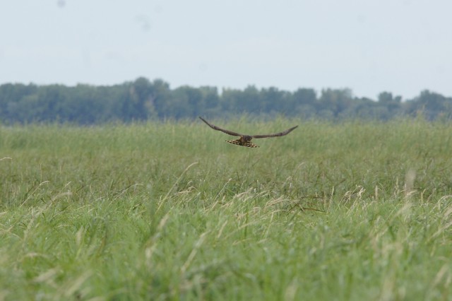 Northern Harrier