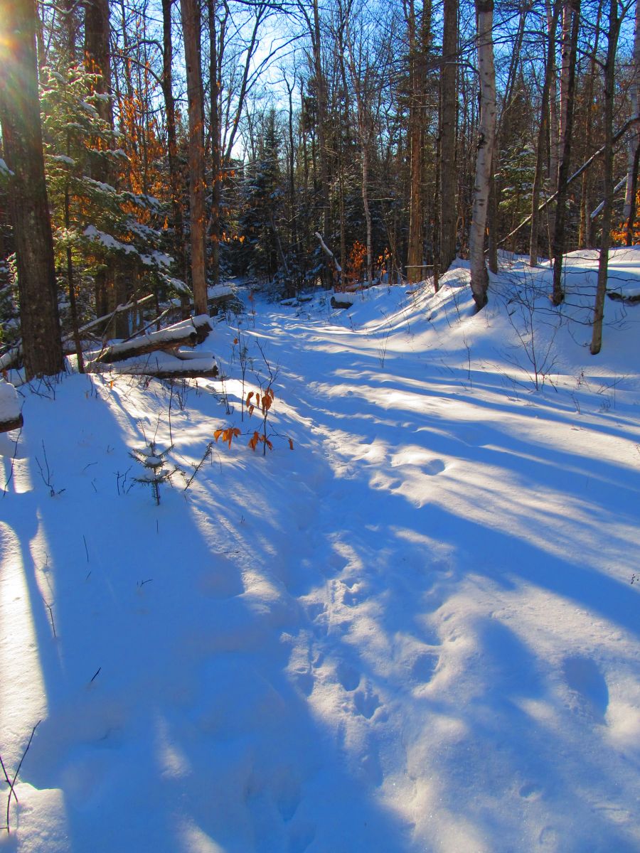 The trail