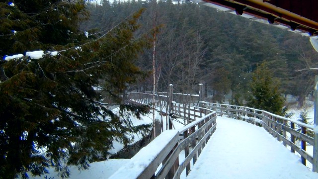 Crossover into an evergreen haven.