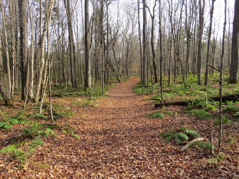 Spring Pond Bog trail through northern hardwoods