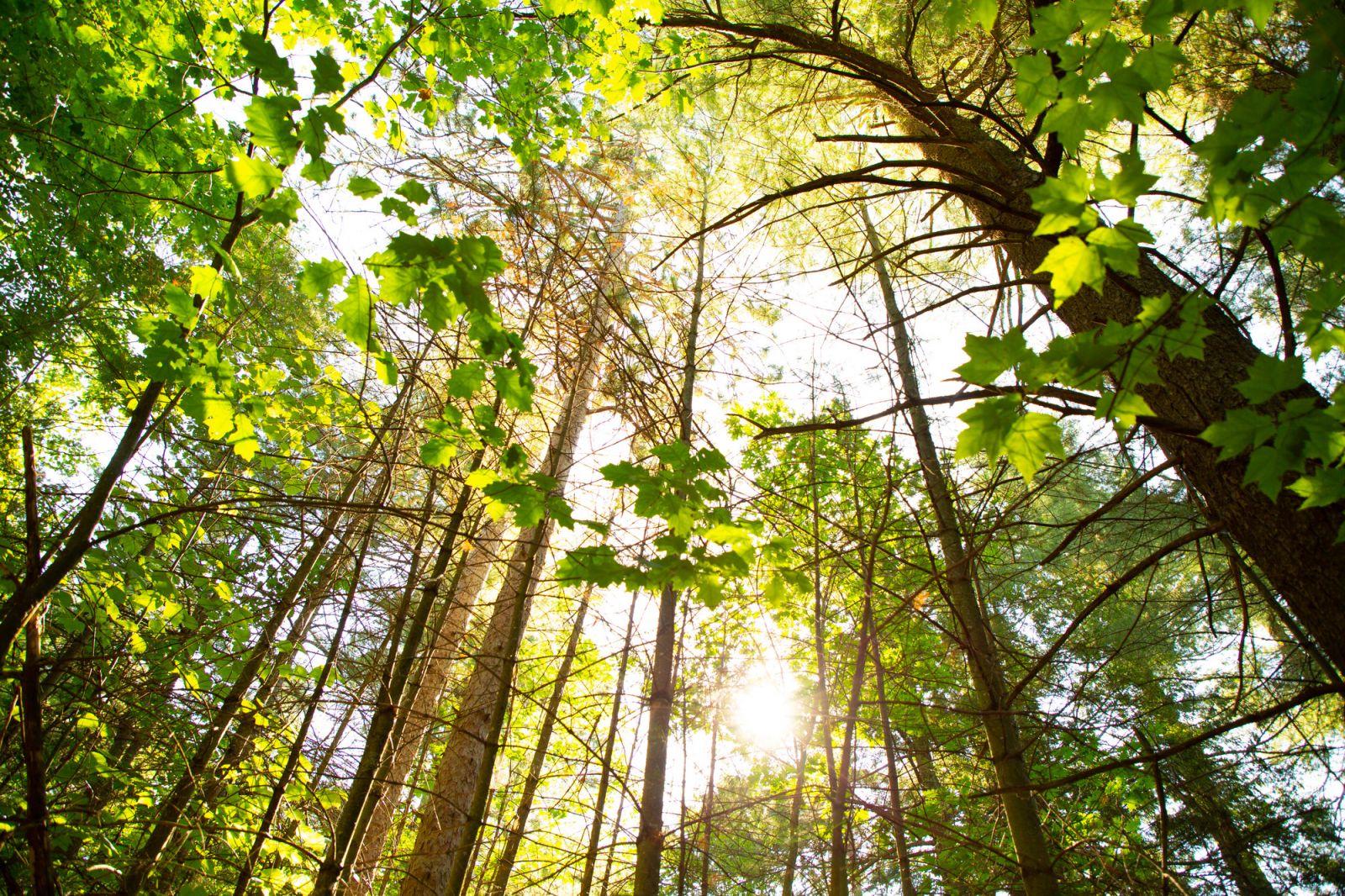 Just another magical day in the forest.