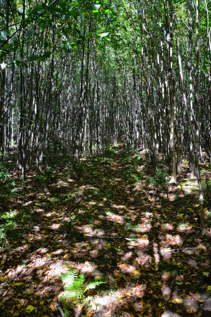 Pole field