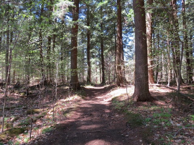 Old growth along the Ampersand Mountain Trail