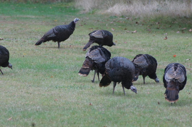 Adirondack turkeys - the real thing! Adirondack turkeys - the real thing!