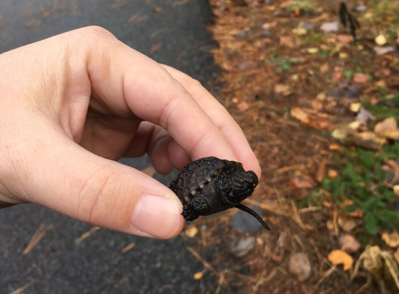 Making friends with a baby snapping turtle Making friends with a baby snapping turtle