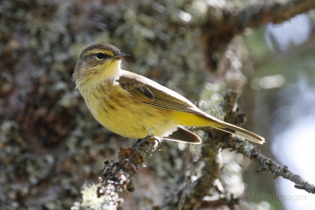 Palm Warbler - Larry Palm Warbler - Larry