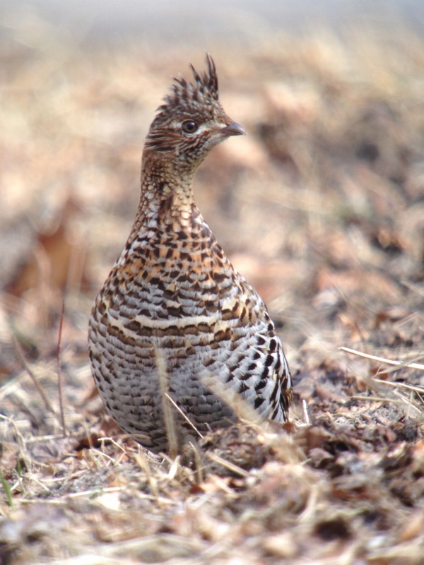 Ruffed Grouse