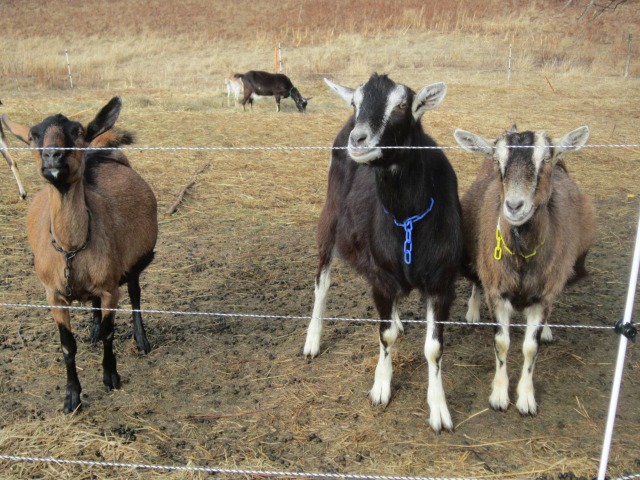 Cardamon, Vern and Violet, waiting for me to fall into their trap.