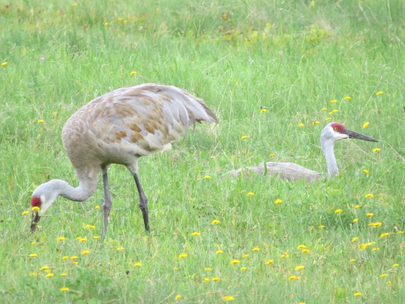 Sandhill Crane pair in Tupper Lake by Joan Collins