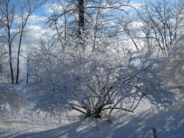 Fresh Snow