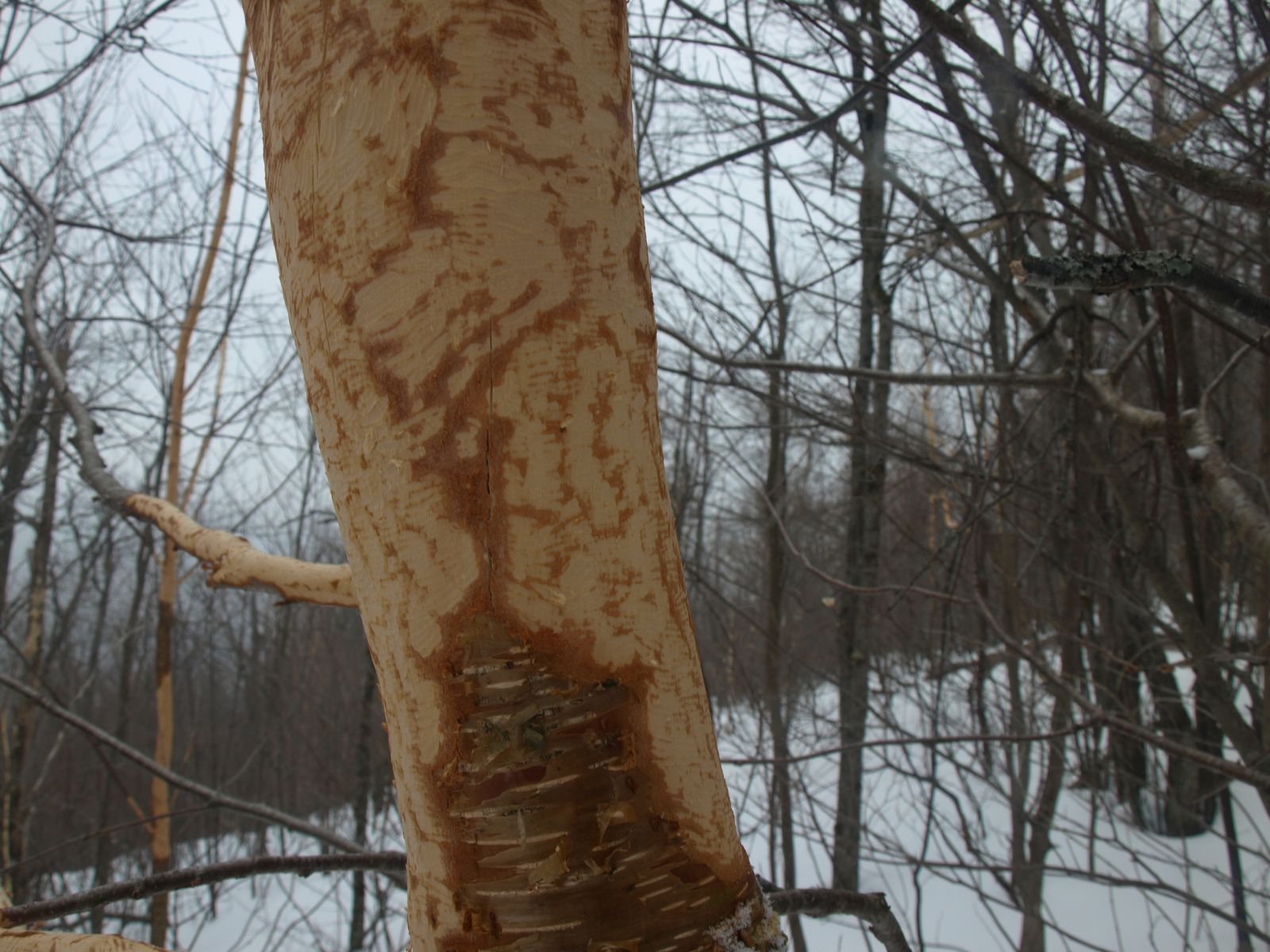 Foraged by porcupines, these trees must feel a bit under dressed