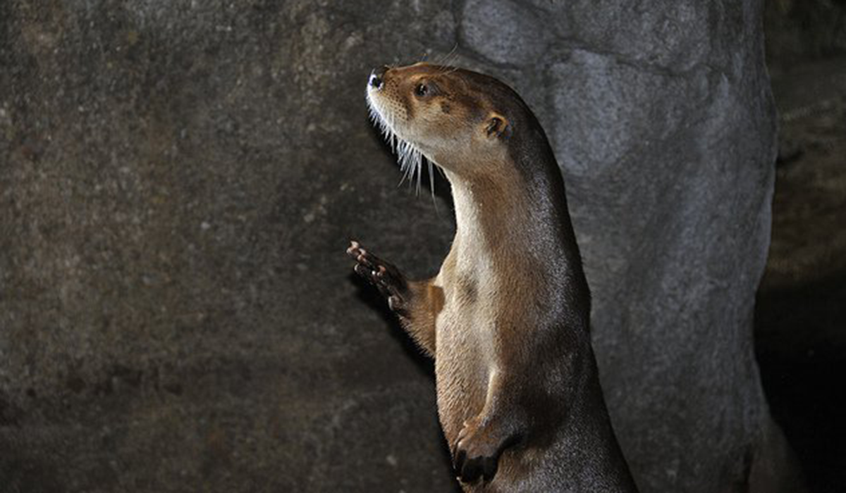 Meet Remington, one of four Wild Center's otters (The Wild Center photo)