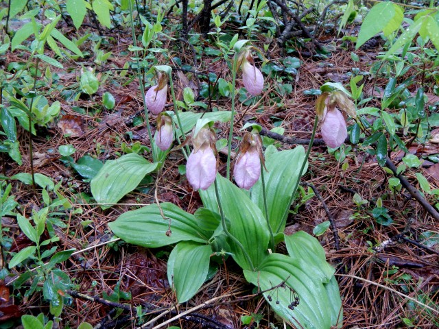 Pink Lady Slippers