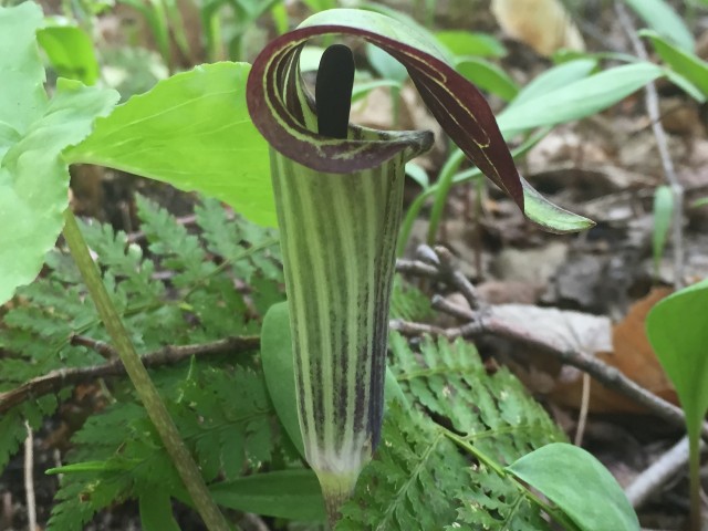 Jack-in-the-pulpit along the Ampersand Mountain Trail