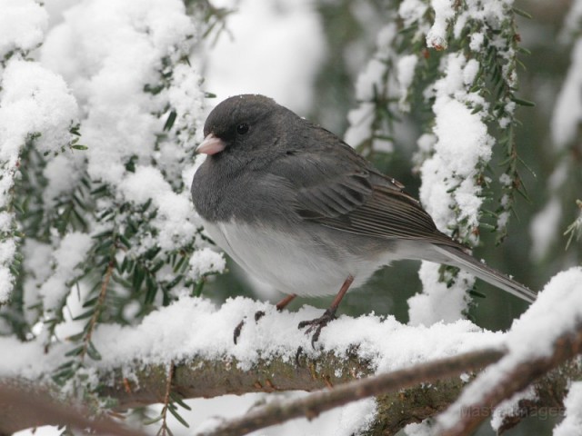 Dark-eyed Junco - Larry