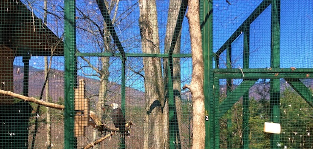 This bald eagle cannot fly or hunt, due to a wing injury.