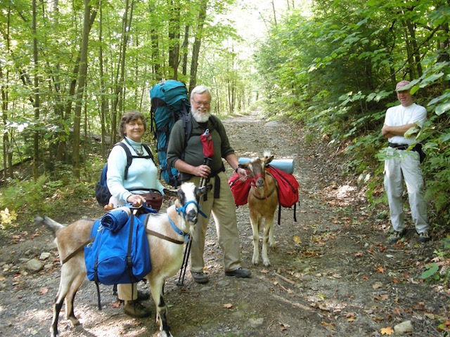 when hiking with goats, everyone wants to meet them! when hiking with goats, everyone wants to meet them!