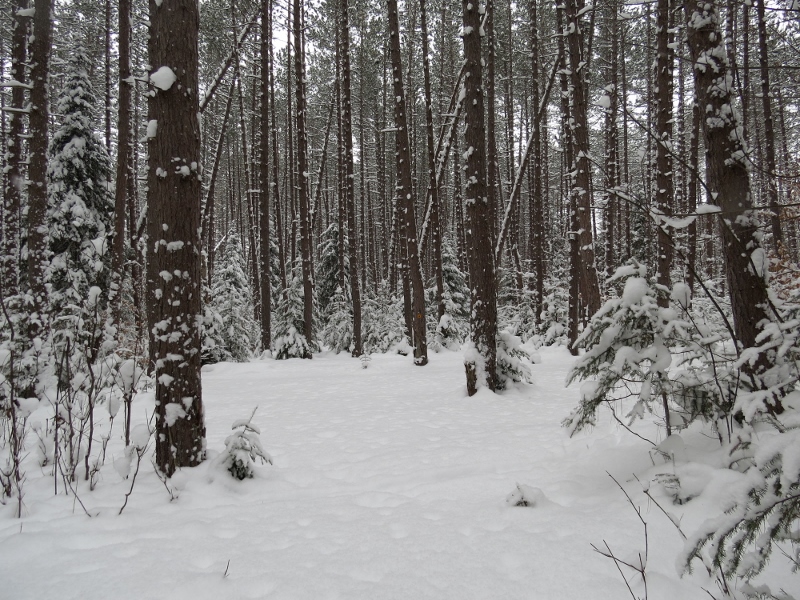 Camping Site along the Leonard Pond Trail
