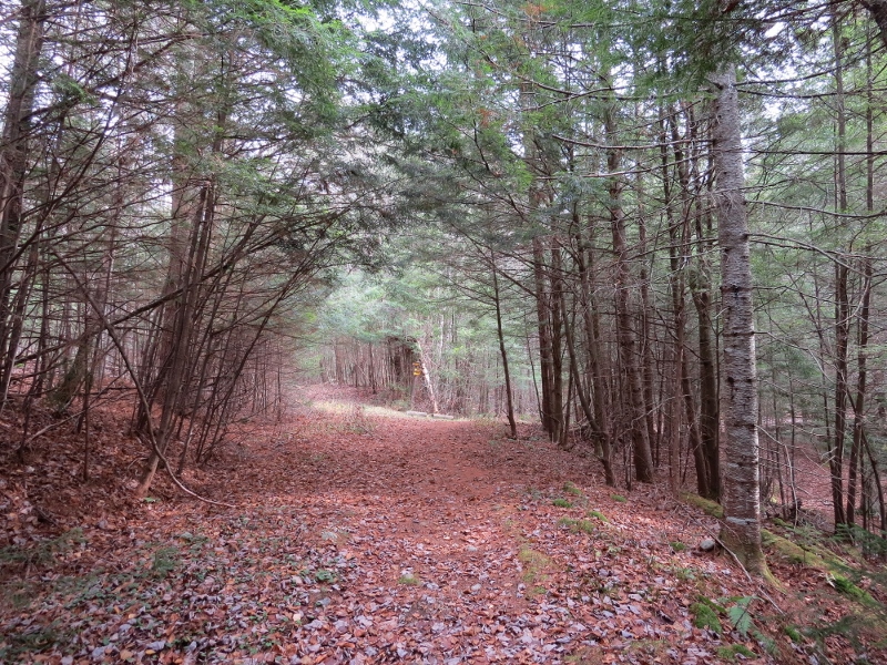 Trail to Raquette Falls