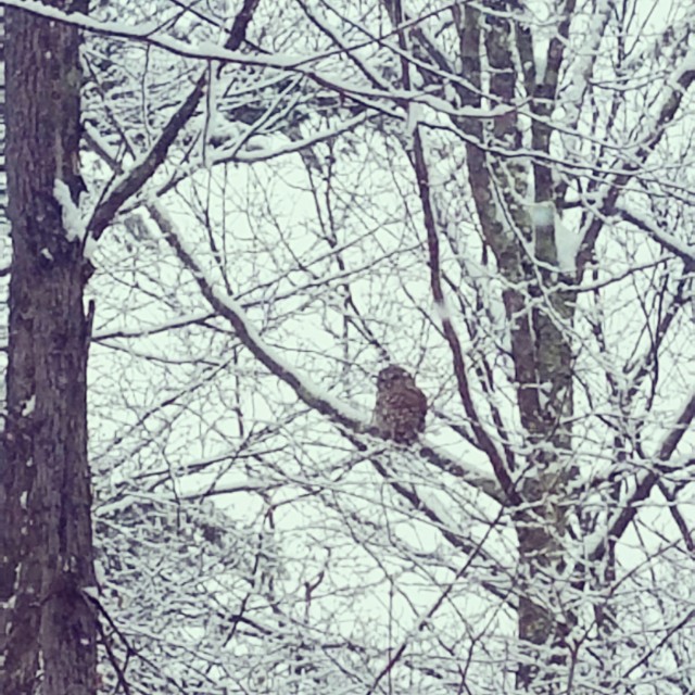 The wise old owl "hoo" watched quietly.