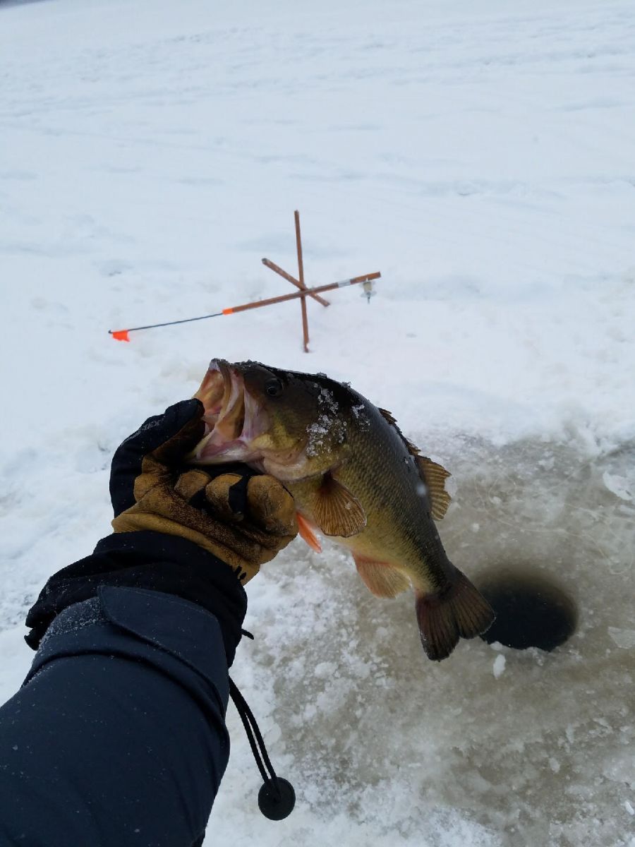 The small mouth bass.