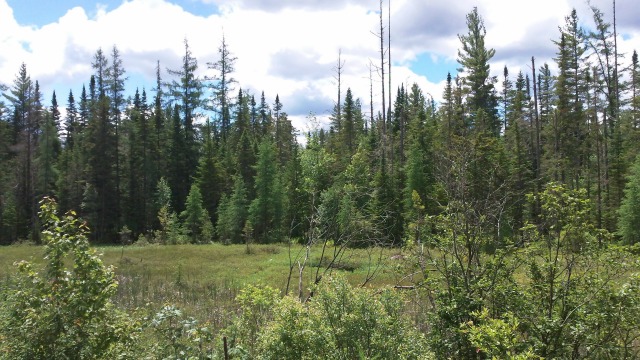 An unexpected meadow offers a fantastic vista An unexpected meadow offers a fantastic vista