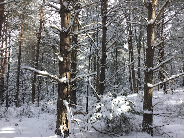 Just minutes from the museum, hiking trails can be reached with free snowshoes.