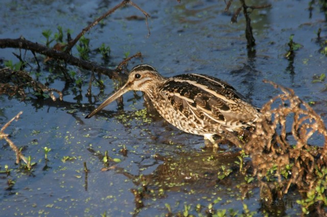 Wilson's Snipe - Larry