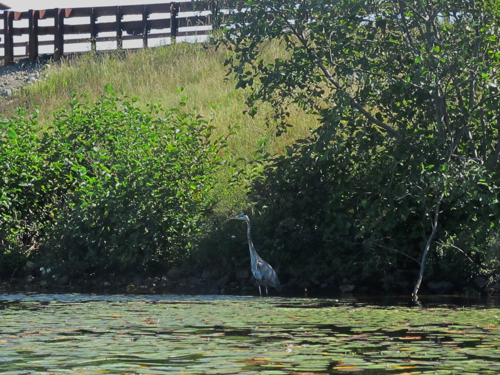 The Blue Heron below route 30 bridge. She looks like a stick, but we can still see her!
