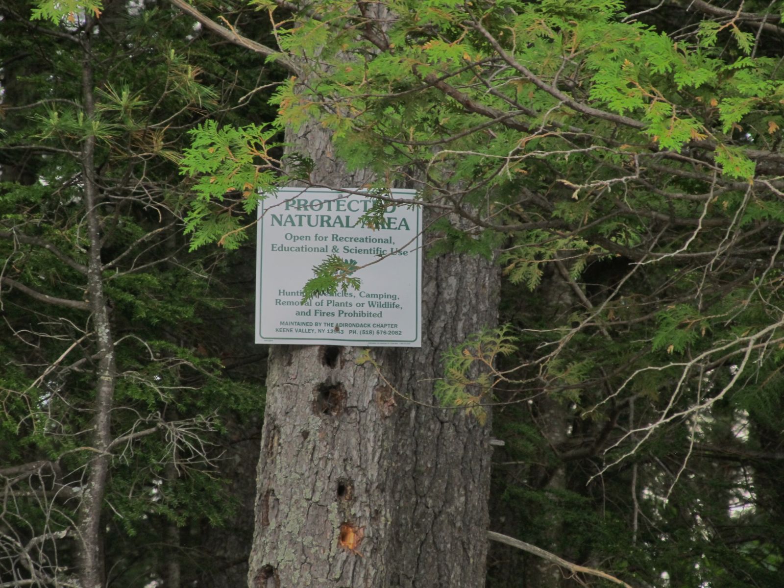 Apparently the woodpecker did not notice that this is a protected tree!