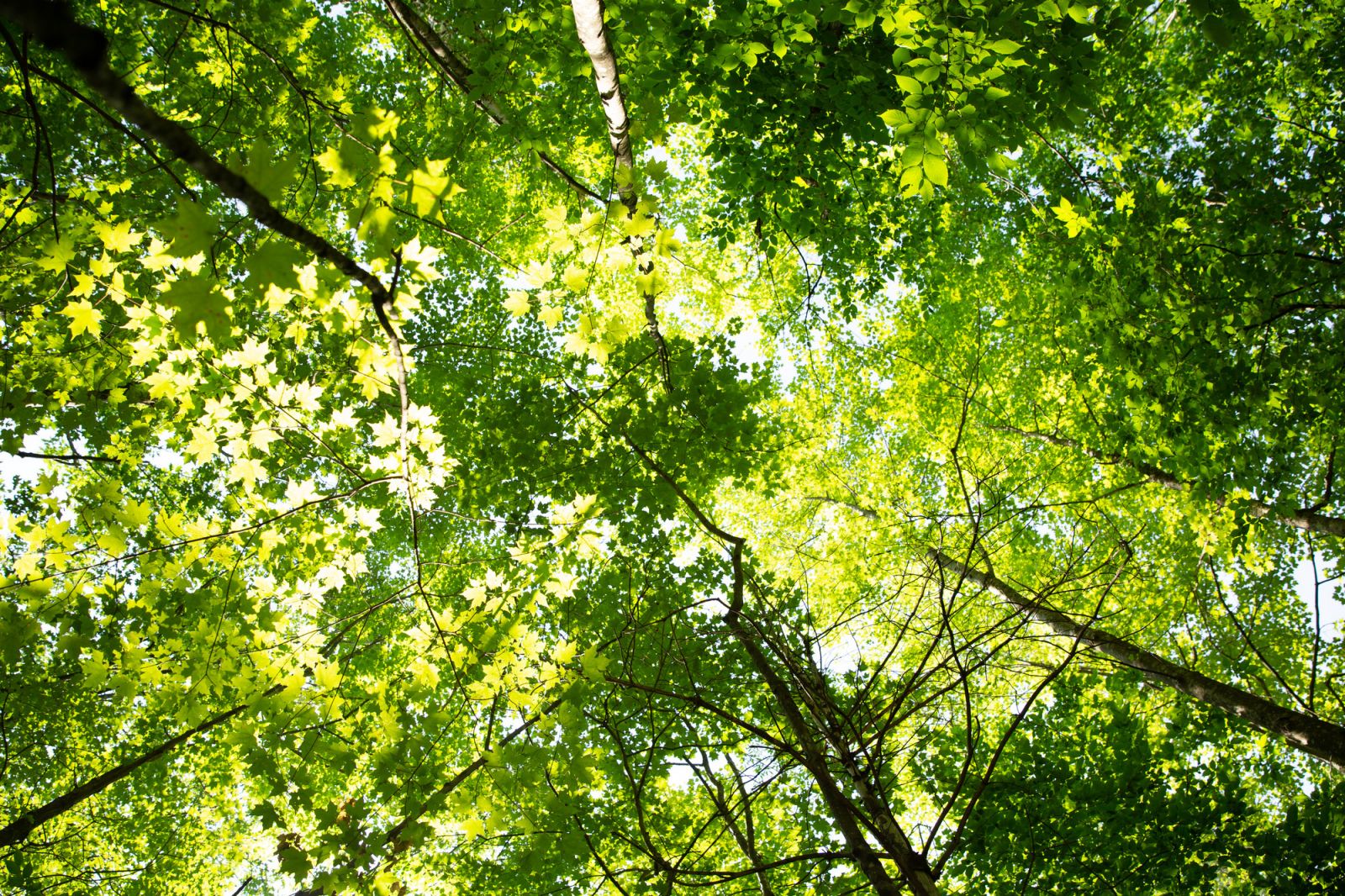 Just one of many emerald canopies in the forest.