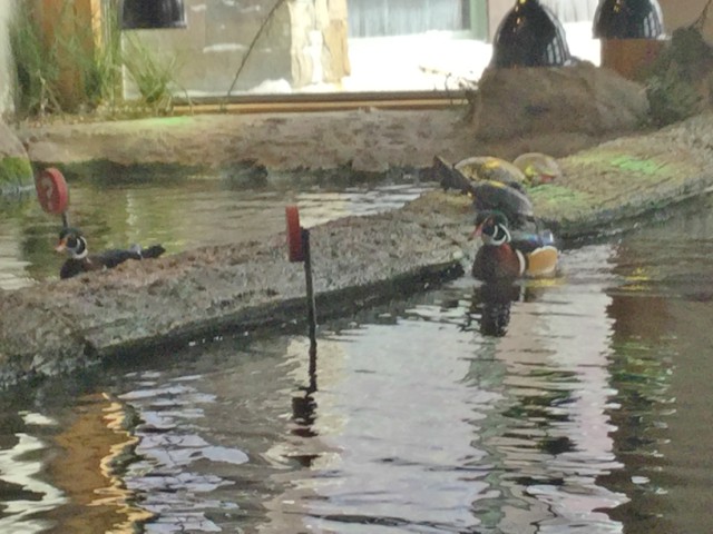 The turtles opt out of the race.