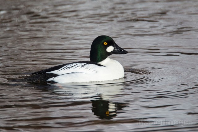 Common Goldeneye - Larry