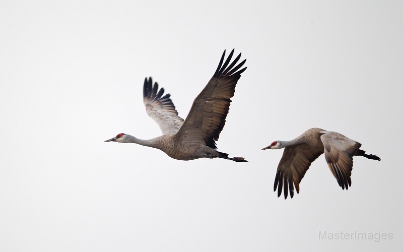 Sandhill Crane pair flying by Larry Master