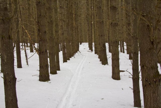 Ski tracks in the lag of "Make Believe"