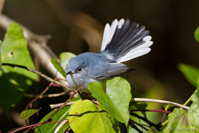 Blue-gray Gnatcatcher - Larry