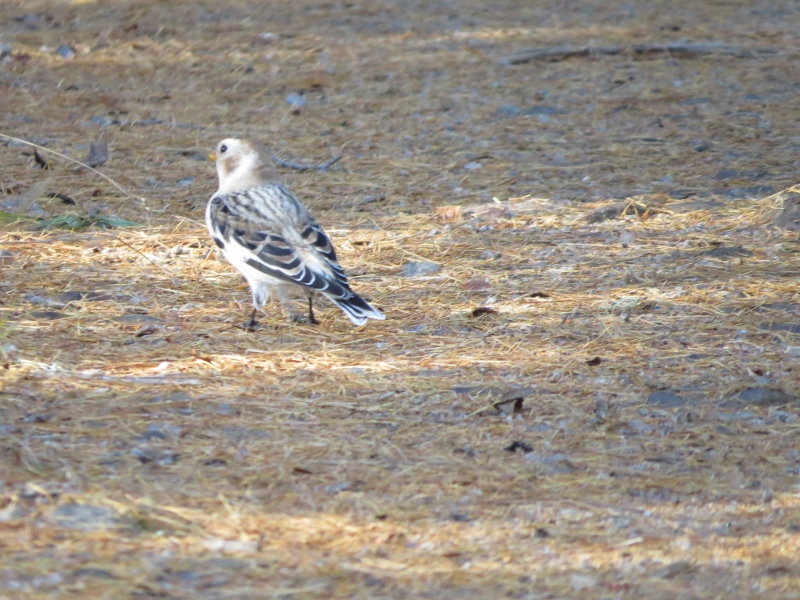 Snow Bunting at Massawepie Mire