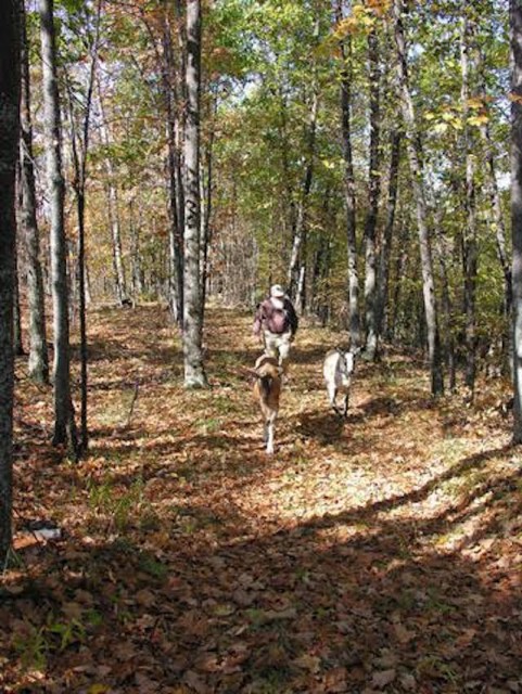 going for short hikes to see how the goats behaved away from their home grounds going for short hikes to see how the goats behaved away from their home grounds