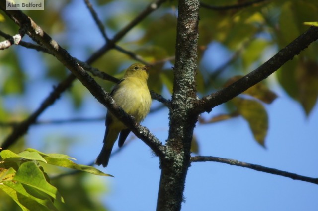 Scarlet Tanager Scarlet Tanager