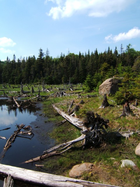 Pond