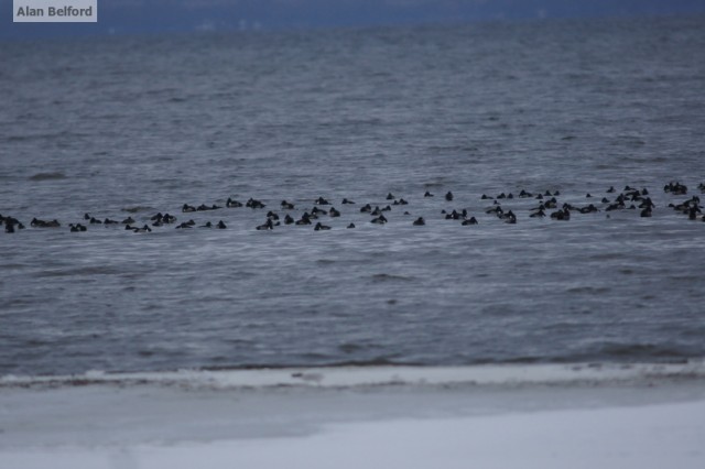 Duck Raft - AuSable Point