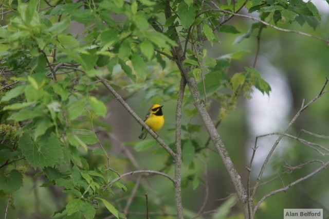 "Lawrence's" Warbler