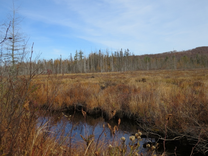 Marsh in the Spring Pond Bog complex