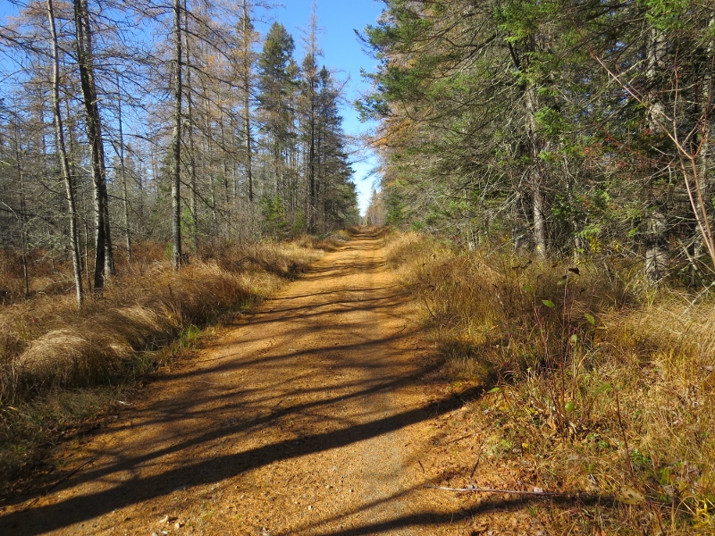 Dirt road trail at Massawepie Mire