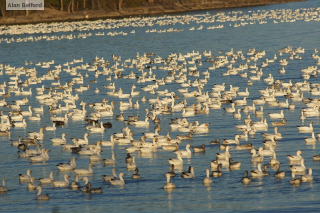 Snow Geese - Trombley Bay