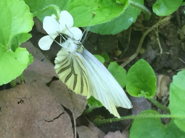 Mustard White on a Canada Violet along the Ampersand Mountain Trail