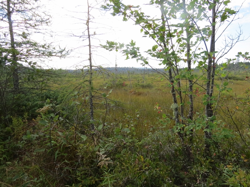 Huge bog along the Low's Ridge - Upper Dam Trail